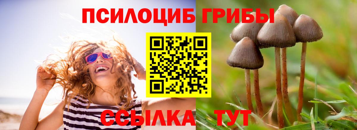 Татарск  что такое наркотик  Вход с VPN  Псилоцибиновые грибы GOLDEN TEACHER  Псилоцибиновые грибы прущие грибы 